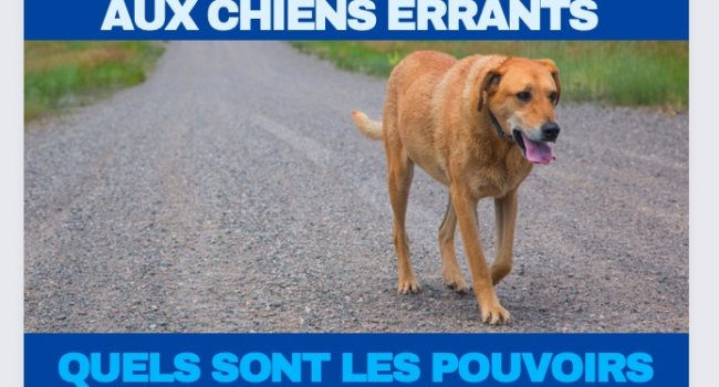 Chien abandonné, perdu, en divagation