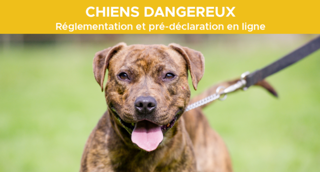 chiens-dangereux-2